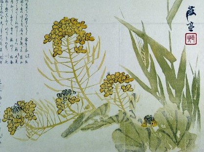 「（菜花図）」（北条霞亭、1854　大英博物館 ）の画像。